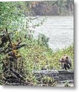 Grizzly Bear Late September 2 Metal Print
