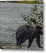 Grizzly Bear Late September 5 Metal Print