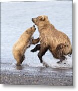 Grizzly Bear Mother Playing Metal Print