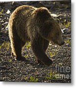 Grizzly Bear-signed-#4429 Metal Print