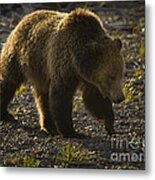 Grizzly Bear-signed-#4435 Metal Print
