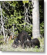 Grizzly Cubs Playing Metal Print