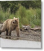 Grizzly Metal Print