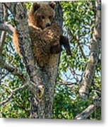 Grizzly Hanging Out Metal Print