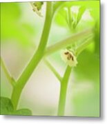 Ground-cherry (physalis Pubescens 'aunt Molly's') In Flower Metal Print
