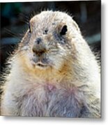 Ground Squirrel Metal Print