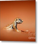 Ground Squirrel On Red Desert Sand Metal Print