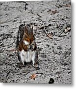 Ground Squirrel Metal Print