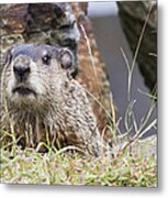 Groundhog Metal Print