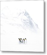 Group Of King Penguins Standing Against Metal Print