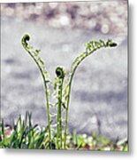 Growing Metal Print