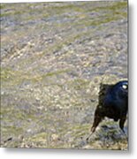 Grumpy Grackle Metal Print