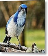 Grumpy Jay Metal Print