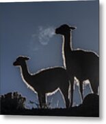 Guanaco Pair Torres Del Paine Np Metal Print