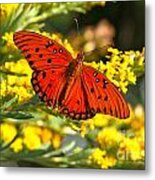 Gulf Fritillary Metal Print