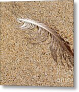 Gull Feather In Sand - New Jersey Metal Print
