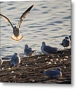 Gull Landing In Marietta Metal Print