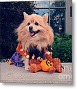 Halloween Dog Metal Print