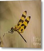 Halloween Pennant Dragonfly Metal Print