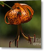 Hanging By A Thread Metal Print