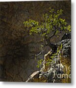 Hanging On The Edge-signed Metal Print