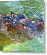 Happy Hippo Metal Print