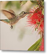 Happy Humming Metal Print