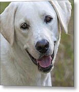 Happy Lab Metal Print