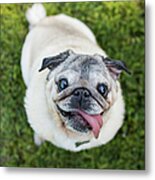 Happy Pug Dog Looks Up At Camera Metal Print
