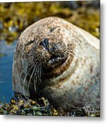 Happy Seal Relaxing In The Seaweed Metal Print