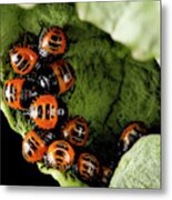 Harlequin Cabbage Bug Nymphs Metal Print