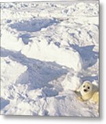 Harp Seal Pup Gulf Of St Lawrence Canada Metal Print