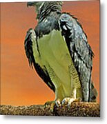 Harpy Eagle 2 Metal Print