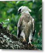 Harpy Eagle Metal Print