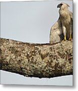 Harpy Eagle Chick In Kapok Tree Metal Print
