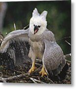 Harpy Eagle Threat Posture Amazonian Metal Print