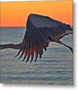 Harry The Heron In Flight Close-up At Sunrise On Navarre Beach Metal Print