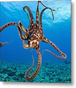 Hawaii, Day Octopus _octopus Cyanea_. Metal Print