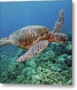 Hawaiian Green Sea Turtle, Kona, Hawaii Metal Print