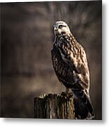 Hawk On A Post Metal Print