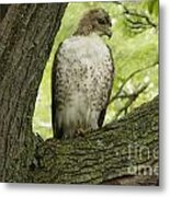 Hawk Stares Metal Print