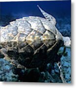 Hawksbill Turtle, View Of Shell Metal Print
