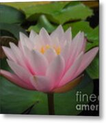 Heavenly Pink Metal Print