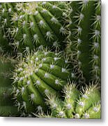 Hedgehog Cactus Echinopsis Metal Print