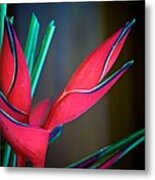 Heliconia Blue Metal Print