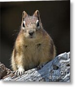 Hello Chipmunk Metal Print