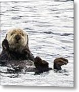 Hello Otter Metal Print