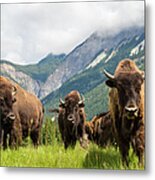 Herd Of Buffalo Or Bison, Alberta Metal Print