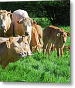 Herd Of Charolais Cattle Metal Print