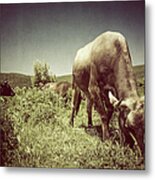 Herd Of Maremman Cows Metal Print